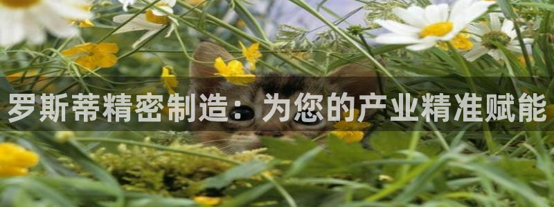 彩神VI首页